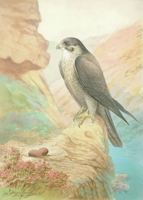 Framed Print : Peregrine Falcon British Birds Watercolour painting Framed Print : Peregrine Falcon British Birds Watercolour painting