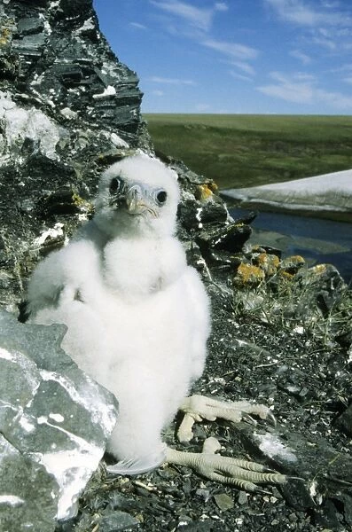 Peregrine Falcon - chick in the nest (a single