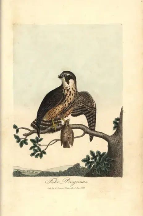 Framed Print : Peregrine falcon, Falco peregrinus Framed Print : Peregrine falcon, Falco peregrinus