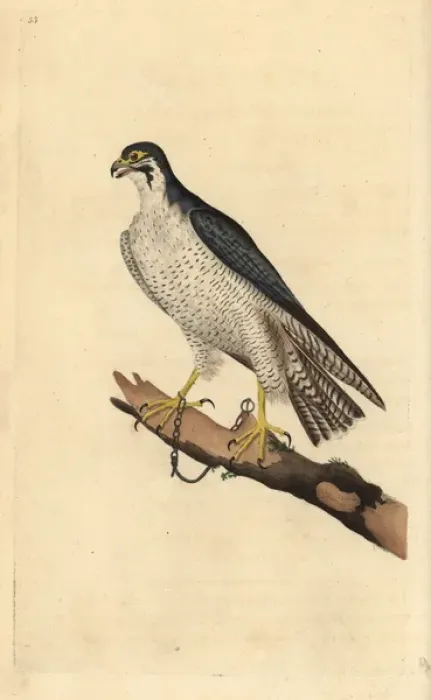 Framed Print : Peregrine falcon, Falco peregrinus, chained to a branch Framed Print : Peregrine falcon, Falco peregrinus, chained to a branch