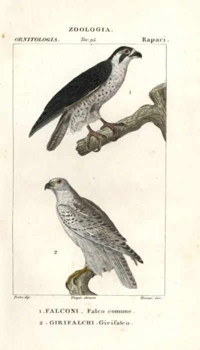 Framed Print : Peregrine falcon, Falco peregrinus, and gyrfalcon Framed Print : Peregrine falcon, Falco peregrinus, and gyrfalcon