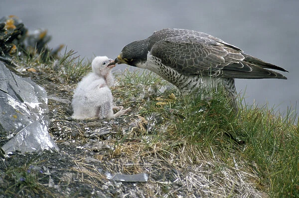 PEREGRINE FALCON - feeding chicks on nest, typical