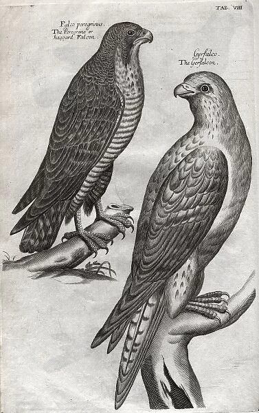 The peregrine falcon and gyrfalcon