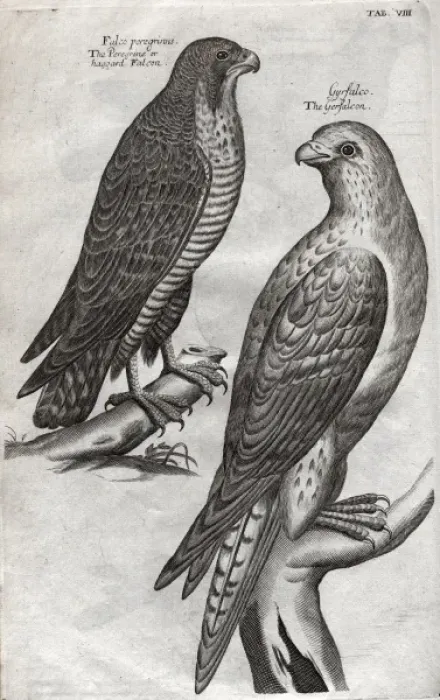 Framed Print : The peregrine falcon and gyrfalcon Framed Print : The peregrine falcon and gyrfalcon