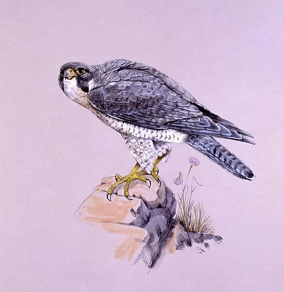 Peregrine Falcon on a rock