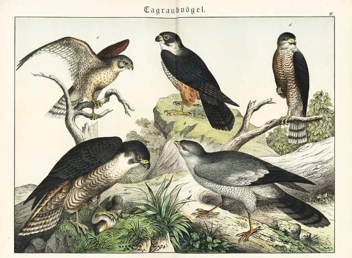 Framed Print : Peregrine, hobby, kestrel, sparrowhawk and goshawk Framed Print : Peregrine, hobby, kestrel, sparrowhawk and goshawk