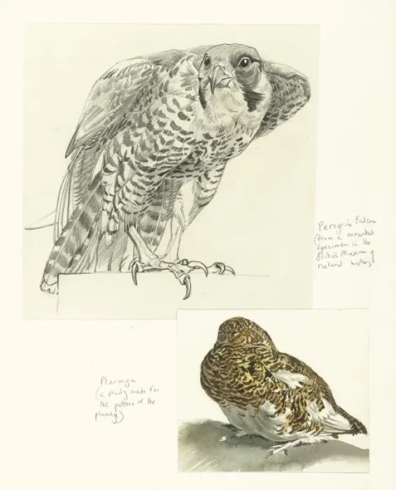 Framed Print : Peregrine and Ptarmigan Framed Print : Peregrine and Ptarmigan