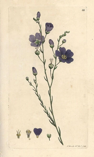 Perennial flax, Linum perenne