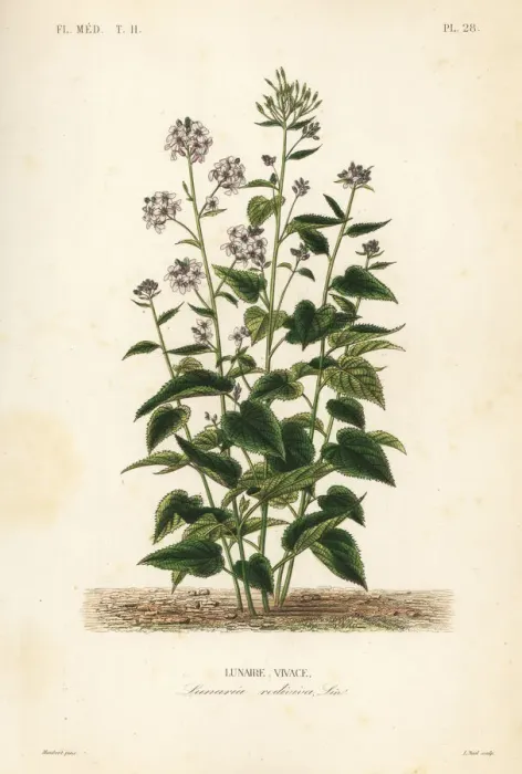 Framed Print : Perennial honesty, Lunaria rediviva Framed Print : Perennial honesty, Lunaria rediviva
