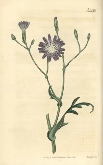 Framed Print : Perennial lettuce, Lactuca perennis Framed Print : Perennial lettuce, Lactuca perennis