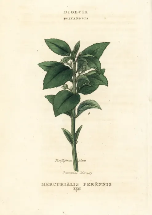 Framed Print : Perennial mercury, Mercurialis perennis Framed Print : Perennial mercury, Mercurialis perennis
