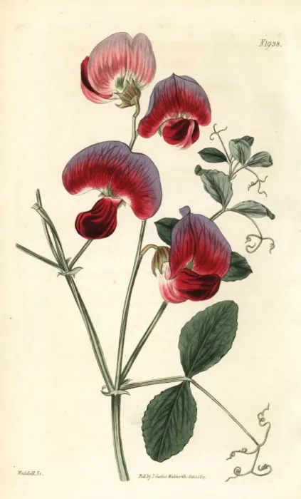 Framed Print : Perennial sweetpea, Lathyrus grandiflorus Framed Print : Perennial sweetpea, Lathyrus grandiflorus