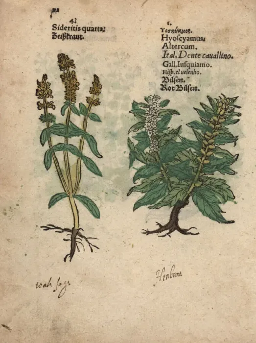Framed Print : Perennial yellow woundwort and henbane Framed Print : Perennial yellow woundwort and henbane