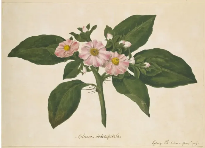 Framed Print : Pereskia grandifolia, rose cactus Framed Print : Pereskia grandifolia, rose cactus