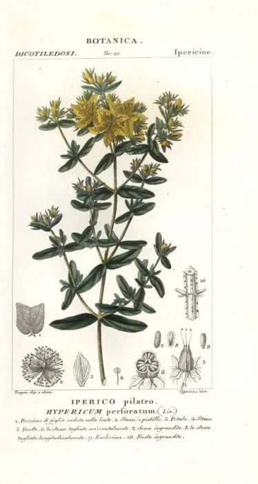 Framed Print : Perforate St John s-wort, Hypericum perforatum Framed Print : Perforate St John s-wort, Hypericum perforatum