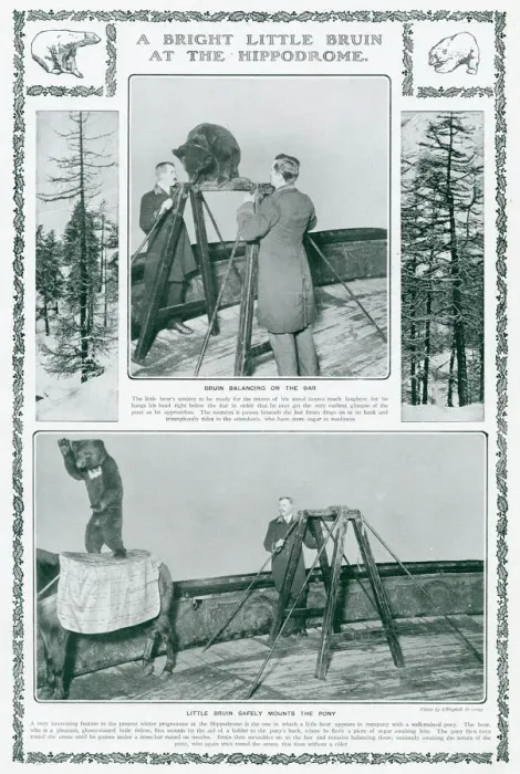 Framed Print : Performing bear at the London Hippodrome Framed Print : Performing bear at the London Hippodrome