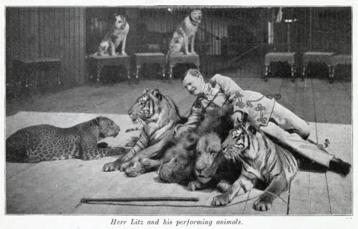 Framed Print : Performing cats 1903 Framed Print : Performing cats 1903