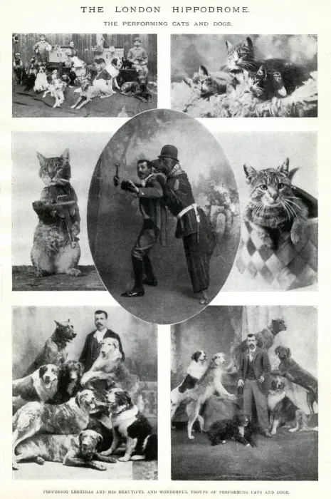 Framed Print : Performing cats and dogs at the London Hippodrome Framed Print : Performing cats and dogs at the London Hippodrome