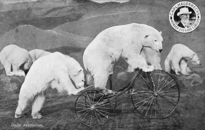 Framed Print : Performing Circus Polar Bears Framed Print : Performing Circus Polar Bears