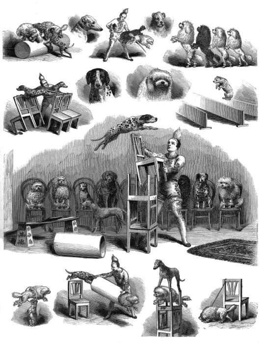 Framed Print : Performing dogs Framed Print : Performing dogs