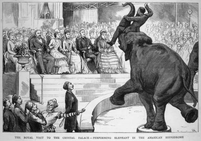 Framed Print : Performing Elephant Framed Print : Performing Elephant