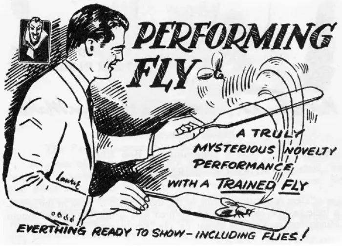 Framed Print : Performing Fly Framed Print : Performing Fly