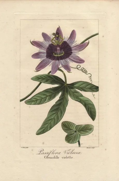 Framed Print : Perfume passionflower, Passiflora violacea Framed Print : Perfume passionflower, Passiflora violacea