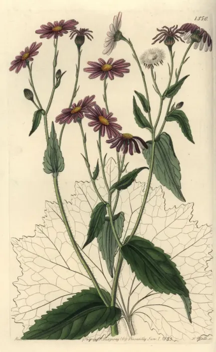 Framed Print : Pericallis tussilaginis Framed Print : Pericallis tussilaginis
