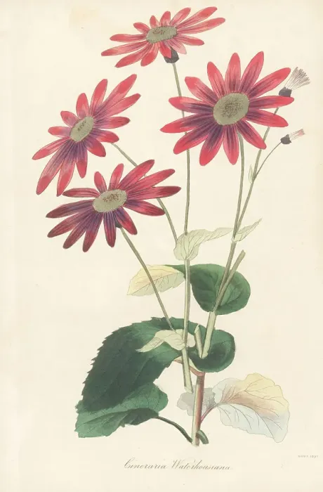 Framed Print : Pericallis tussilaginis Framed Print : Pericallis tussilaginis