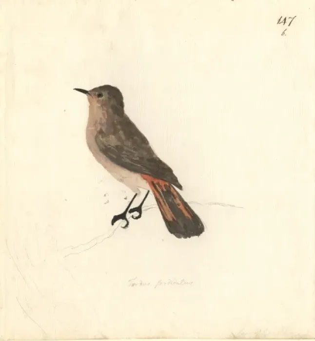 Framed Print : Pericriotus cinnamomeus, small minivet Framed Print : Pericriotus cinnamomeus, small minivet