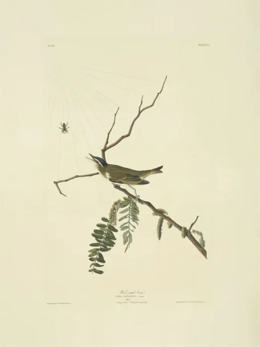 Framed Print : Pericriotus cinnamomeus, small minivet Framed Print : Pericriotus cinnamomeus, small minivet