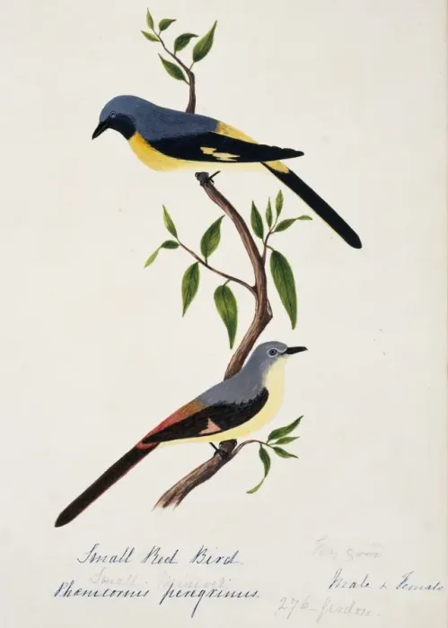 Framed Print : Pericrocotus cinnamomeus peregrinus, small minivet Framed Print : Pericrocotus cinnamomeus peregrinus, small minivet