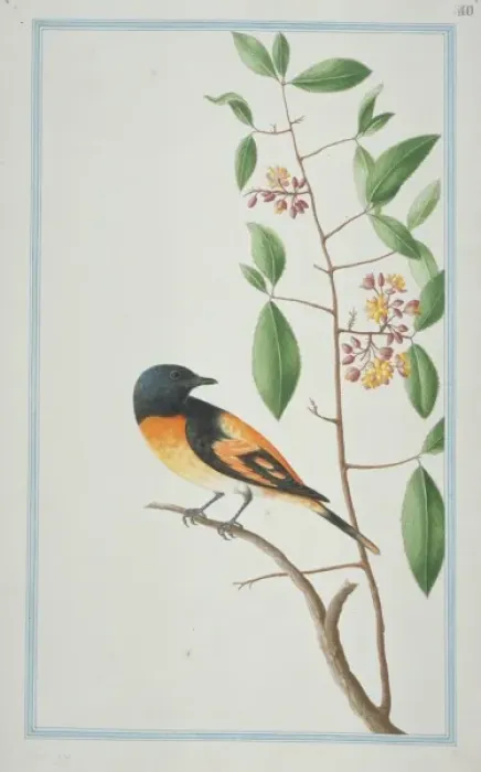 Framed Print : Pericrocotus flammeues, scarlet minivet Framed Print : Pericrocotus flammeues, scarlet minivet