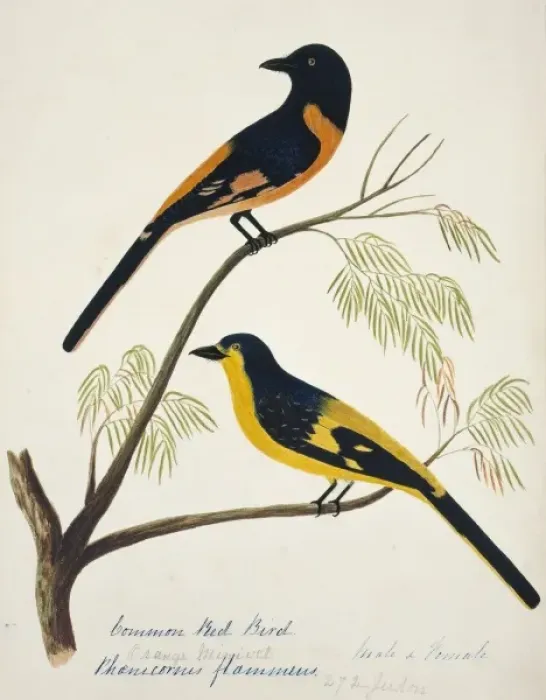 Framed Print : Pericrocotus flammeus, scarlet minivet Framed Print : Pericrocotus flammeus, scarlet minivet