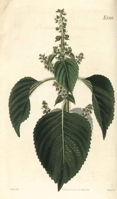 Framed Print : Perilla, shiso or jasoyup, Perilla frutescens Framed Print : Perilla, shiso or jasoyup, Perilla frutescens