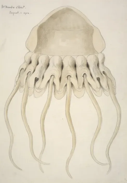 Framed Print : Periphylla periphylla, helmet jellyfish Framed Print : Periphylla periphylla, helmet jellyfish