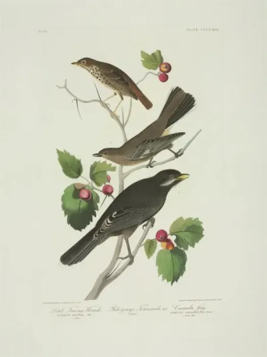 Framed Print : Perisorius canadensis, Catharus guttatus, Myadestes townsend Framed Print : Perisorius canadensis, Catharus guttatus, Myadestes townsend