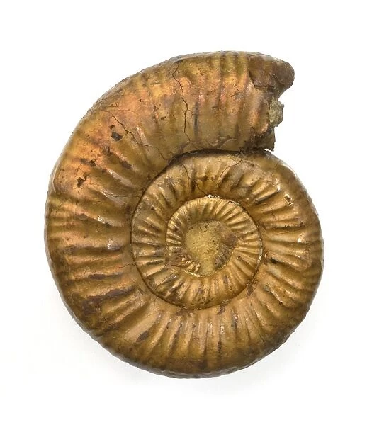 Perisphinctes, ammonite