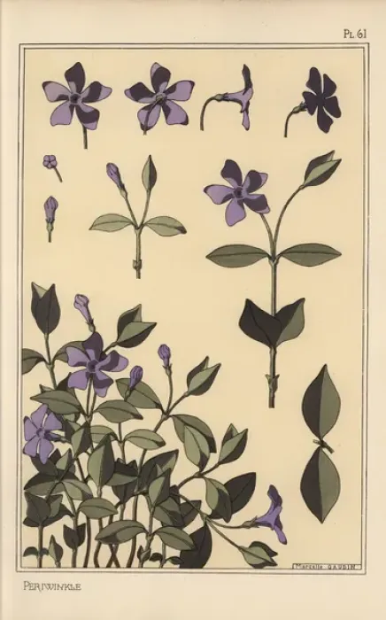 Framed Print : Periwinkle botanical study Framed Print : Periwinkle botanical study