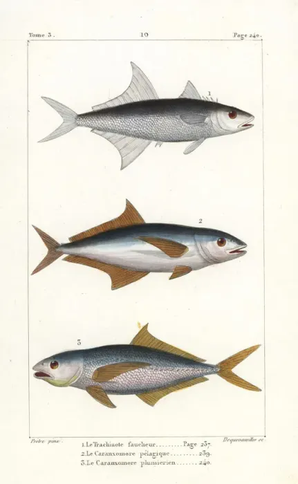 Framed Print : Permit fish, mahi mahi and sand tilefish Framed Print : Permit fish, mahi mahi and sand tilefish
