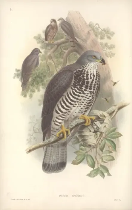 Framed Print : Pernis apivorus, European honey buzzard Framed Print : Pernis apivorus, European honey buzzard