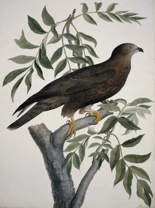 Framed Print : Pernis apivorus, European honey buzzard Framed Print : Pernis apivorus, European honey buzzard