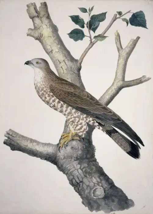 Framed Print : Pernis apivorus, European honey buzzard Framed Print : Pernis apivorus, European honey buzzard