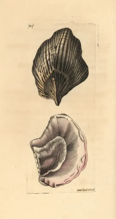Framed Print : Peronian aplysia, Aplysia peroniana Framed Print : Peronian aplysia, Aplysia peroniana