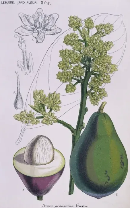 Framed Print : Persea gratissima, avocado Framed Print : Persea gratissima, avocado