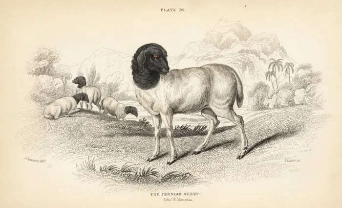 Framed Print : Persian or Blackhead Persian sheep, Ovis aries Framed Print : Persian or Blackhead Persian sheep, Ovis aries