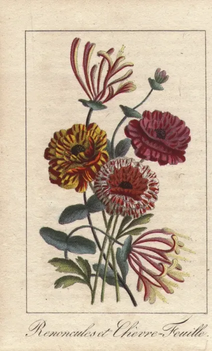Framed Print : Persian buttercups and honeysuckles, Ranonculus Framed Print : Persian buttercups and honeysuckles, Ranonculus