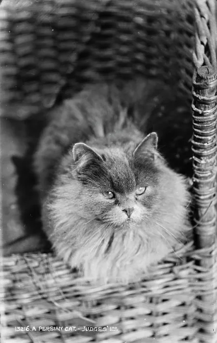Framed Print : A Persian Cat