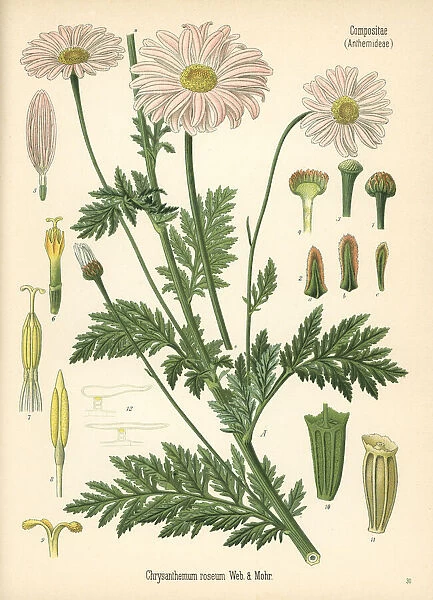 Persian chrysanthemum or pyrethrum, Tanacetum coccineum
