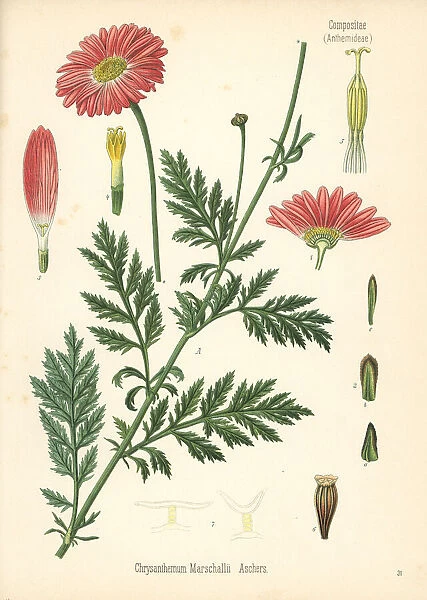 Persian chrysanthemum, Tanacetum coccineum